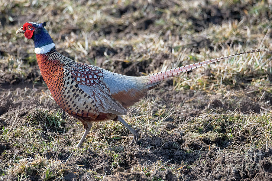 Pheasant Photograph - Pheasant Strut #1 by Michael Dawson