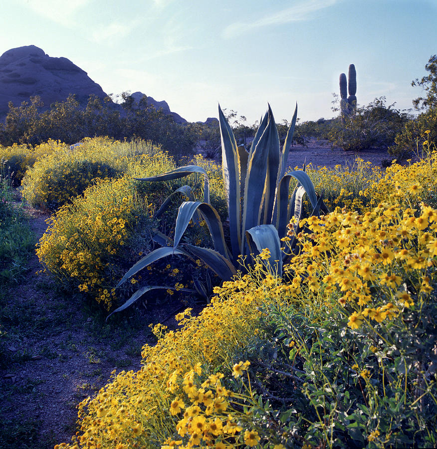 Phoenix Botanical Gardens Photograph by Richard Felber