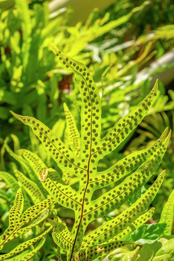 Phymatosorus Grossus, Musk Fern Photograph by Lisa S. Engelbrecht ...