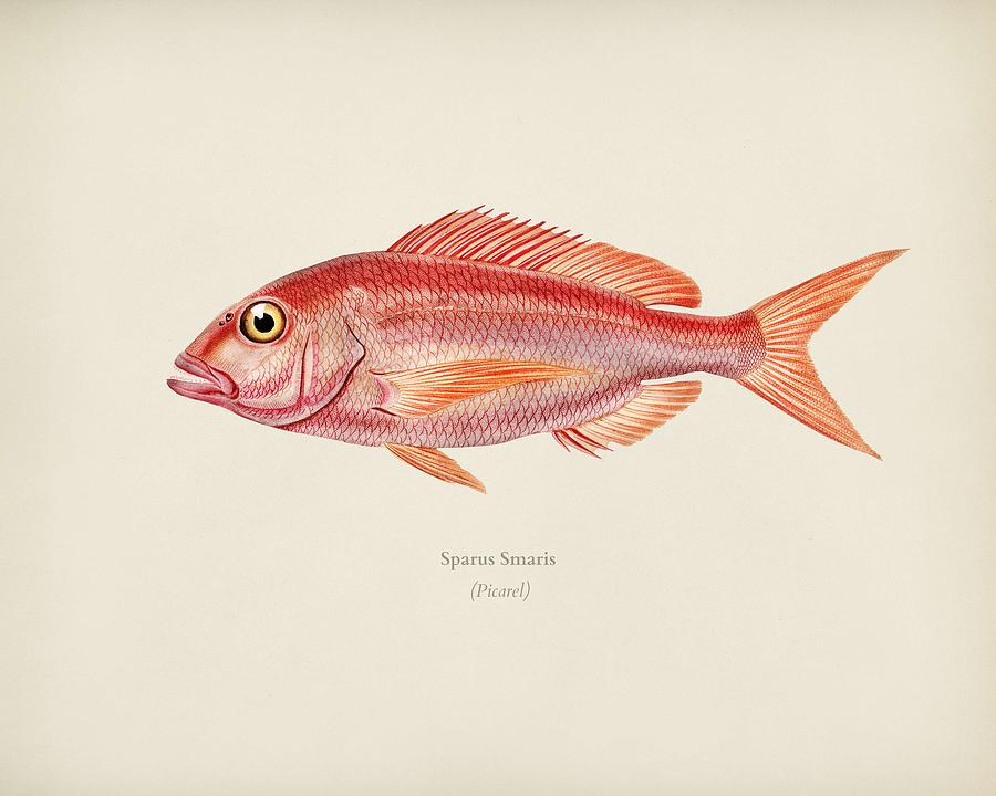 Picarel Sparus Smaris illustrated by Charles Dessalines D Orbigny 1806 1876 by Celestial Images Picarel Sparus Smaris illustrated by Charles Dessalines D Orbigny 1806 1876 by Celestial Images