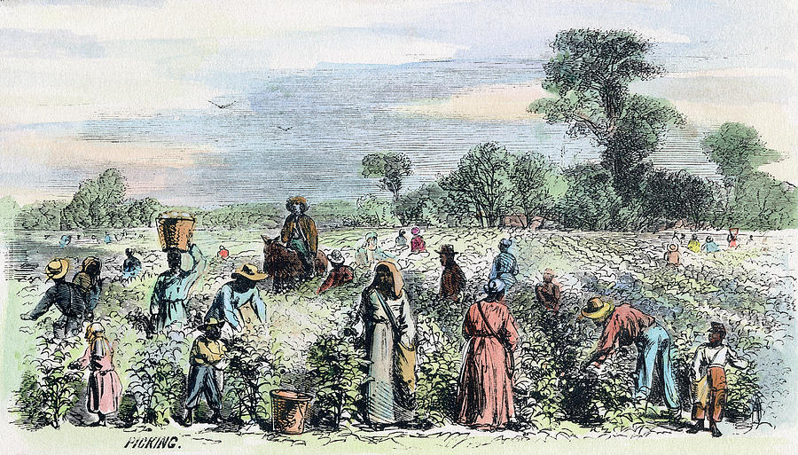 1867 Drawing - Picking Cotton, 1867 by Granger 1867 Drawing - Picking Cotton, 1867 by Granger