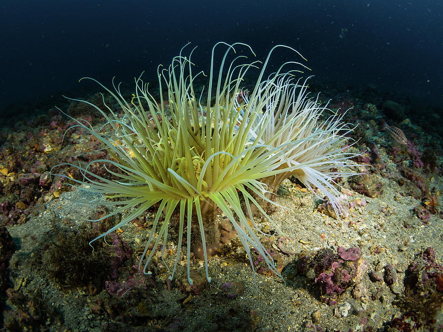 Picture Of A Pair Of Tube Anemones, Underwater Shoot Photograph by ...