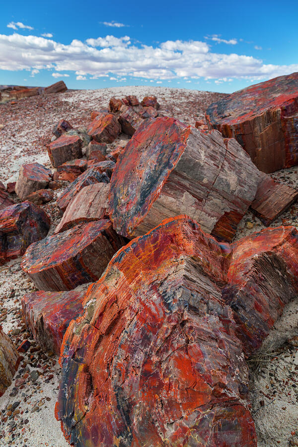 Pieces Of Petrified Trees / Wood, Petrified Forest National #1 Photograph by Juan Carlos Munoz / Naturepl.com Pieces Of Petrified Trees / Wood, Petrified Forest National #1 Photograph by Juan Carlos Munoz / Naturepl.com