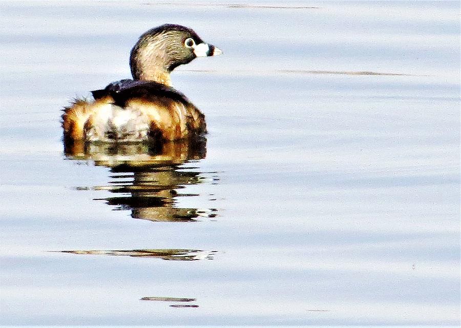 Pied-billed Grebe  #1 Photograph by Lori Frisch