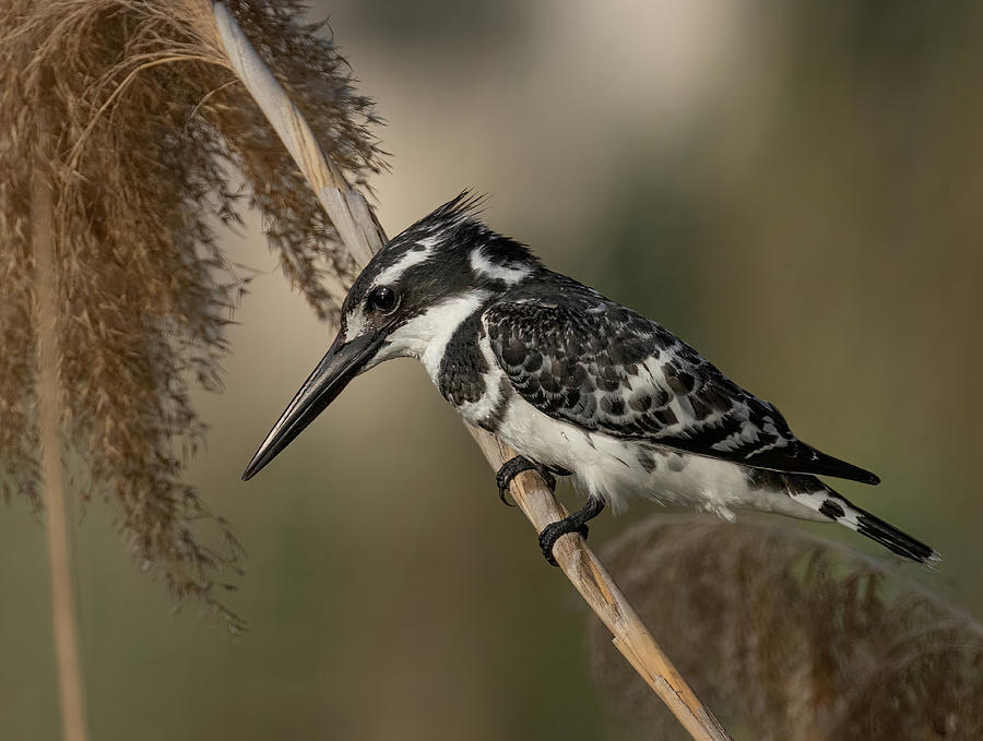 Pied Kingfisher Photograph by Guy Wilson - Fine Art America