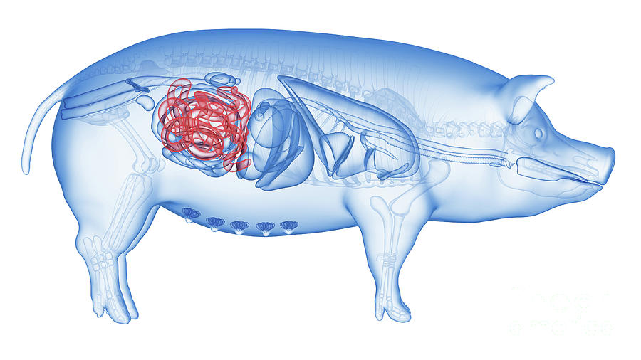 Pig Small Intestine Photograph by Sebastian Kaulitzki/science Photo