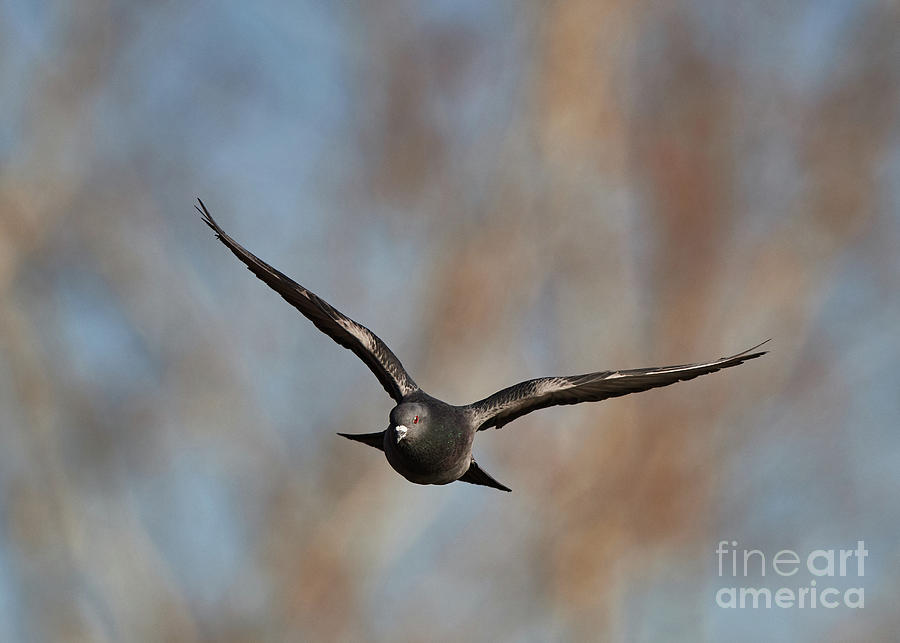 Pigeon In Flight #1 Photograph by Robert WK Clark