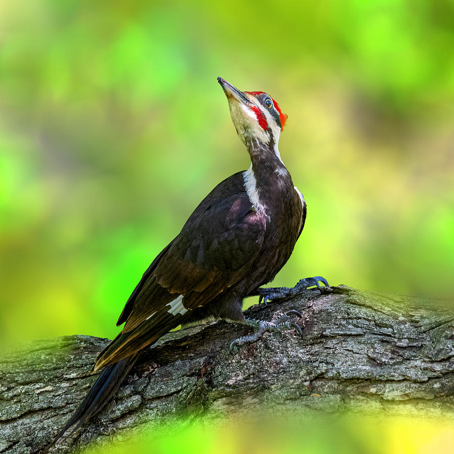 Woodpecker Photograph - Pileated Woodpecker #1 by Jian Xu