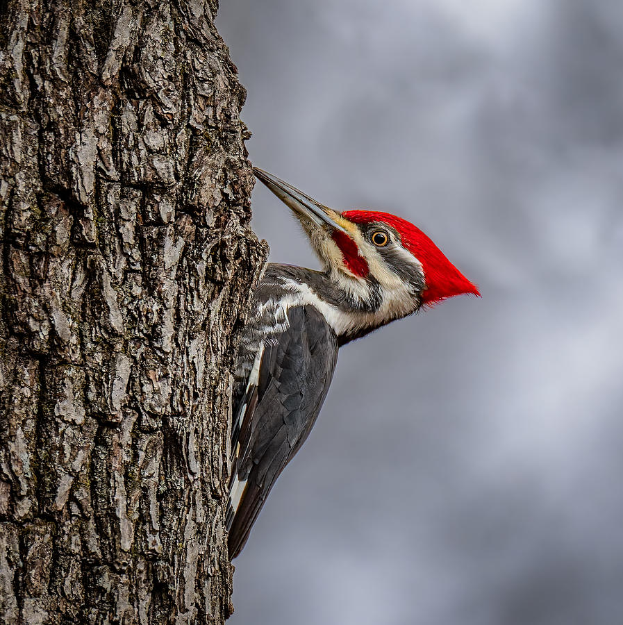 Pileated Woodpecker Photograph By Steven Haddix Fine Art America 