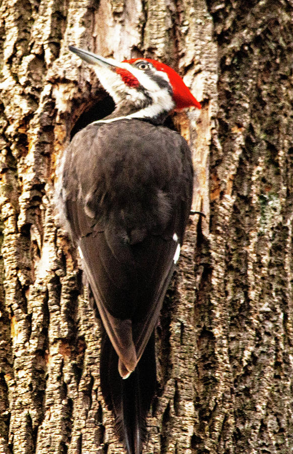 Pileated Woodpecker Photograph by William E Rogers - Fine Art America