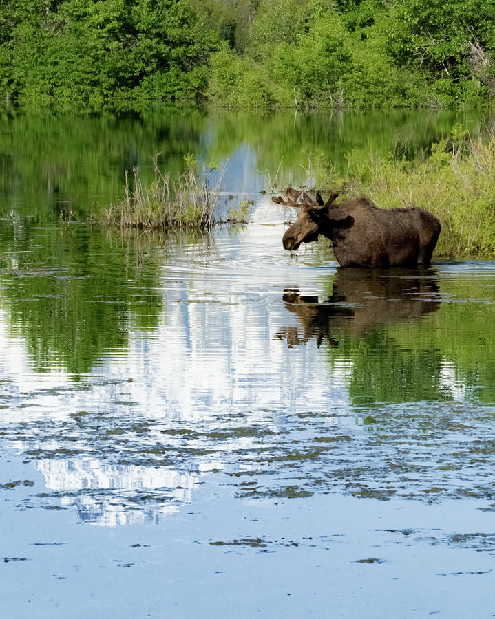 Pilgrim Creek Moose #1 Photograph by Joe Kopp