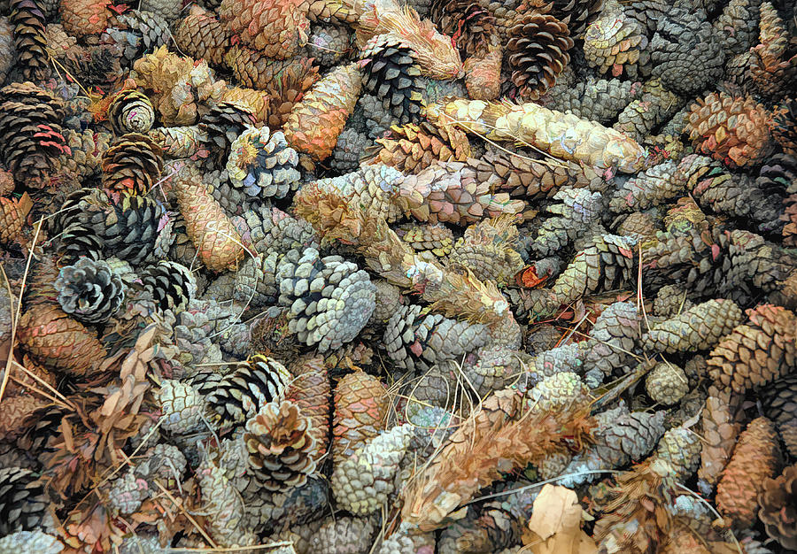 Pine Cones by PAUL COCO Pine Cones by PAUL COCO