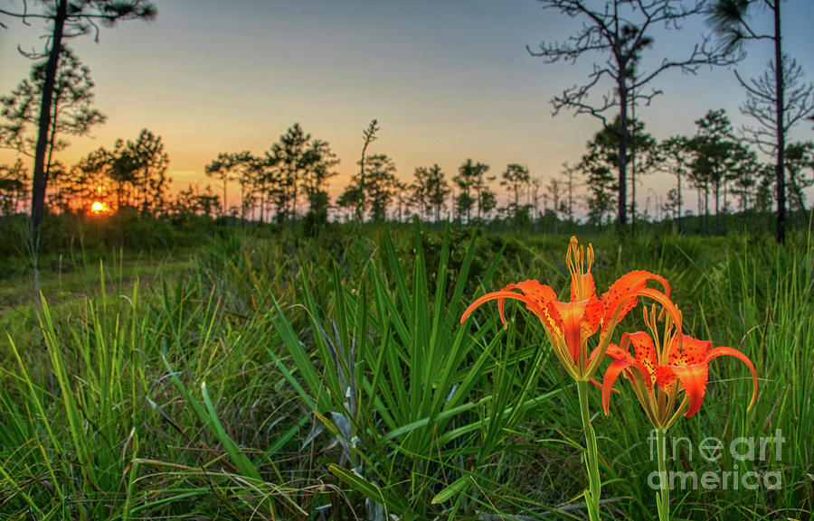 Pine Lily Sunset #1 Photograph by Brian Kamprath