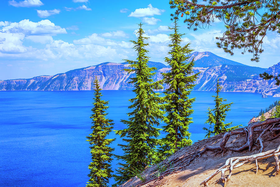Crater Lake National Park Photograph - Pine Tree Family Portrait #1 by Joseph S Giacalone