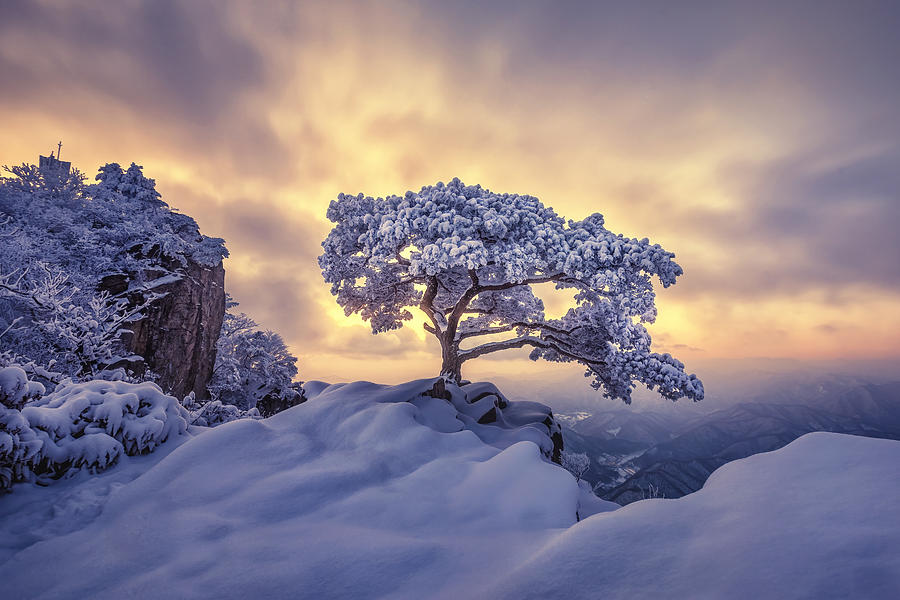 Pine Tree On The Rock #1 Photograph by Tiger Seo