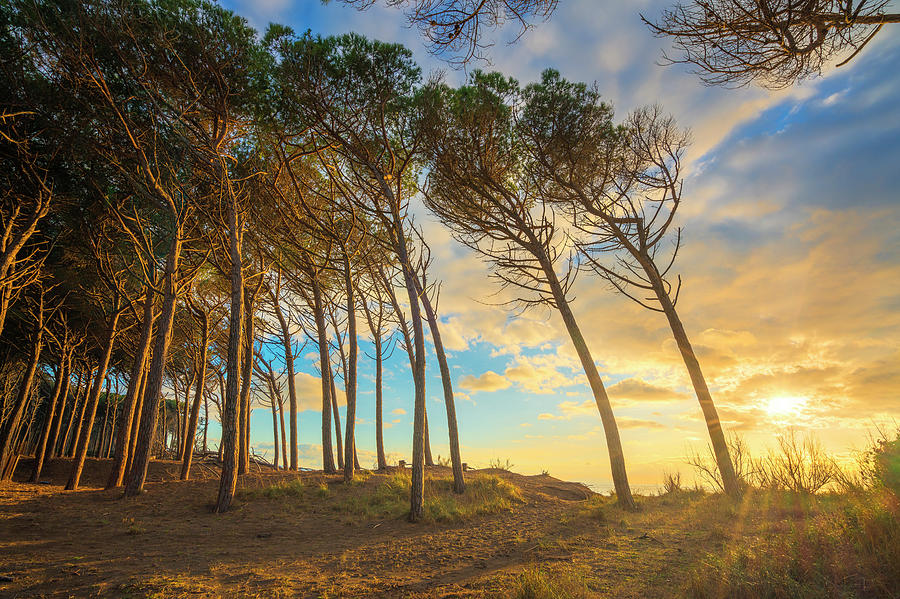 Pine trees, beach and sea. Marina di Cecina, Maremma Tuscany, It #3 Photograph by Stefano Orazzini