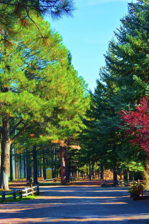 Pinetop Arizona Photograph by Nancy Jenkins - Fine Art America