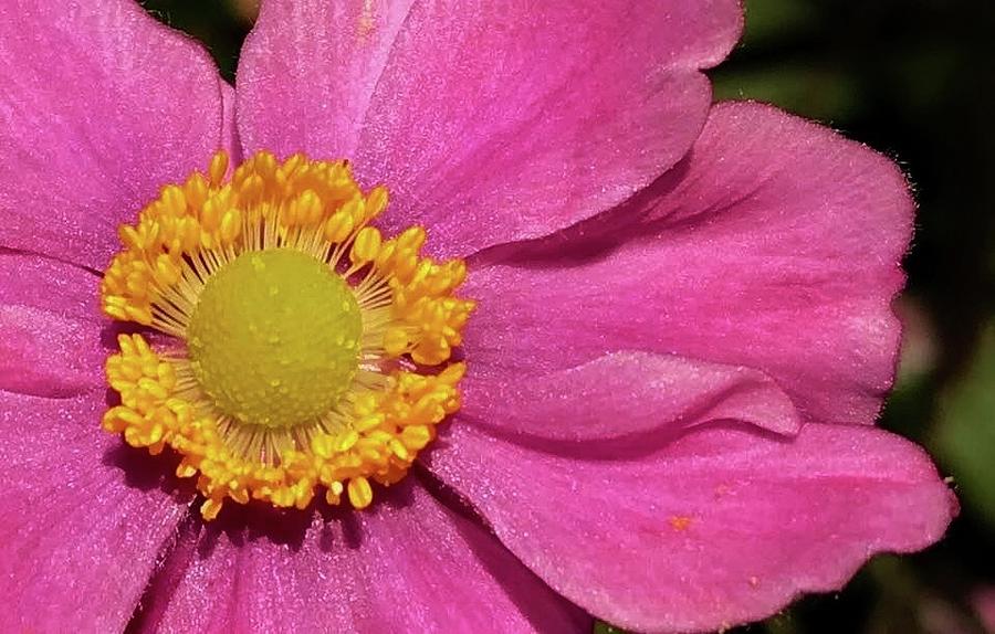 Pink Anemone #1 Photograph by Bruce Bley