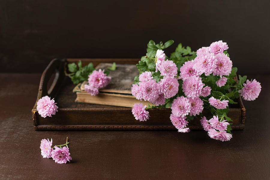 Pink Asters On Antique Wooden Tray #1 Photograph by Mandy Reschke