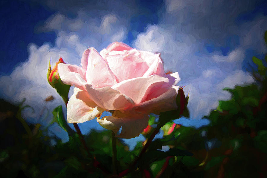 Pink Beauty #1 Digital Art by Ernest Echols