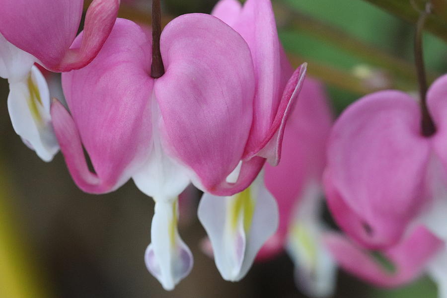 Pink Bleeding Hearts by TJ Fox Pink Bleeding Hearts by TJ Fox