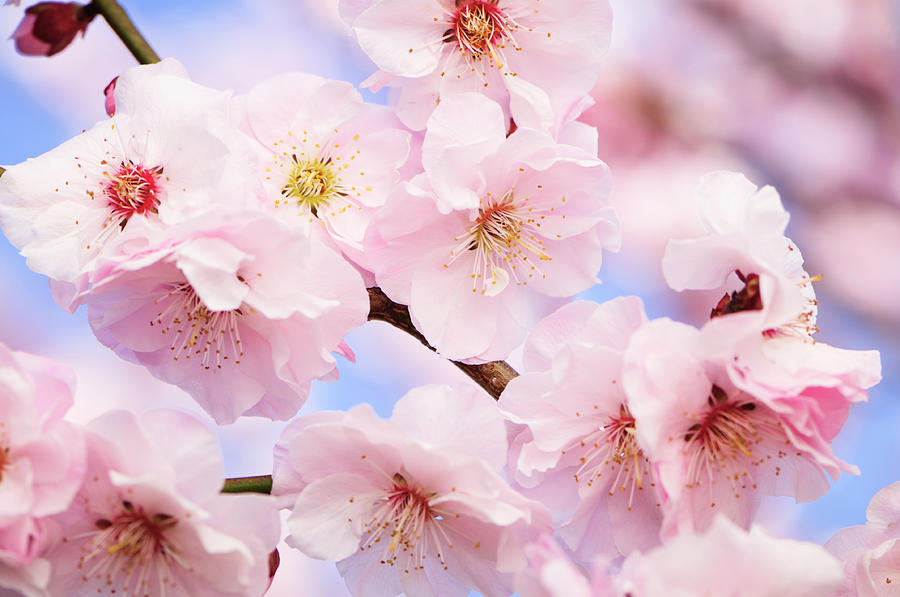 Pink Cherry Blossom #1 Photograph by Ogphoto