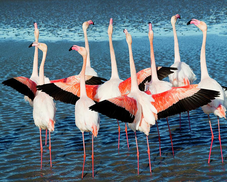 Pink Flamingos #1 Digital Art by Sandra Raccanello
