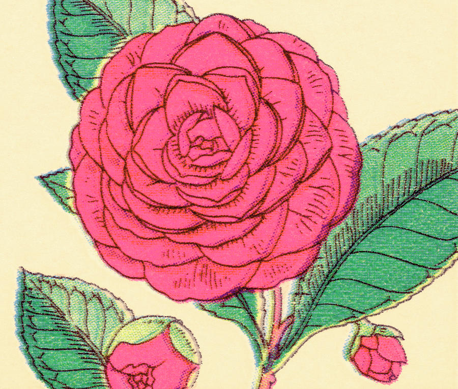 Vintage Drawing - Pink Flower #1 by CSA Images
