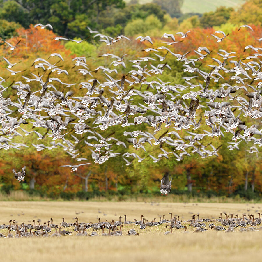 Wildlife Photograph - Pink Footed Geese Flock Taking Flight, Near Udale Bay #1 by Nick Garbutt / Naturepl.com