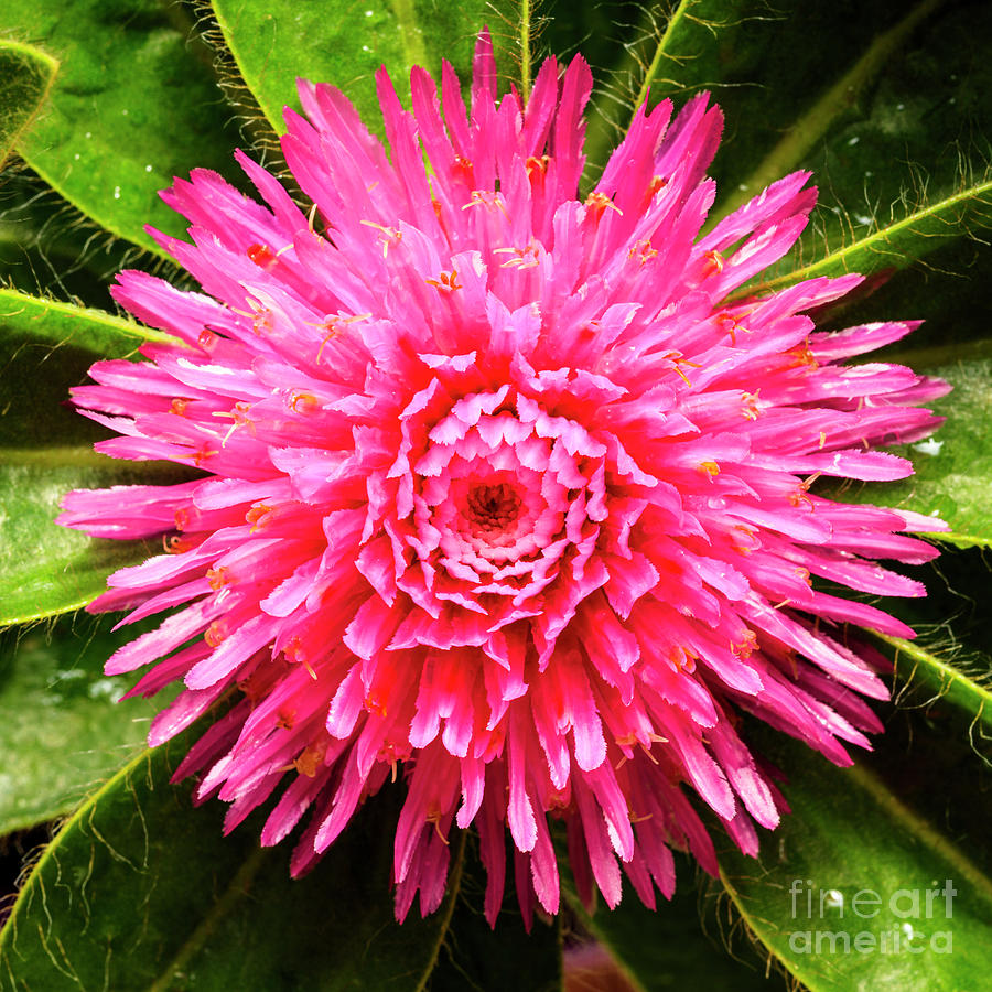 Pink Gomphrena Flower #1 Photograph by Raul Rodriguez