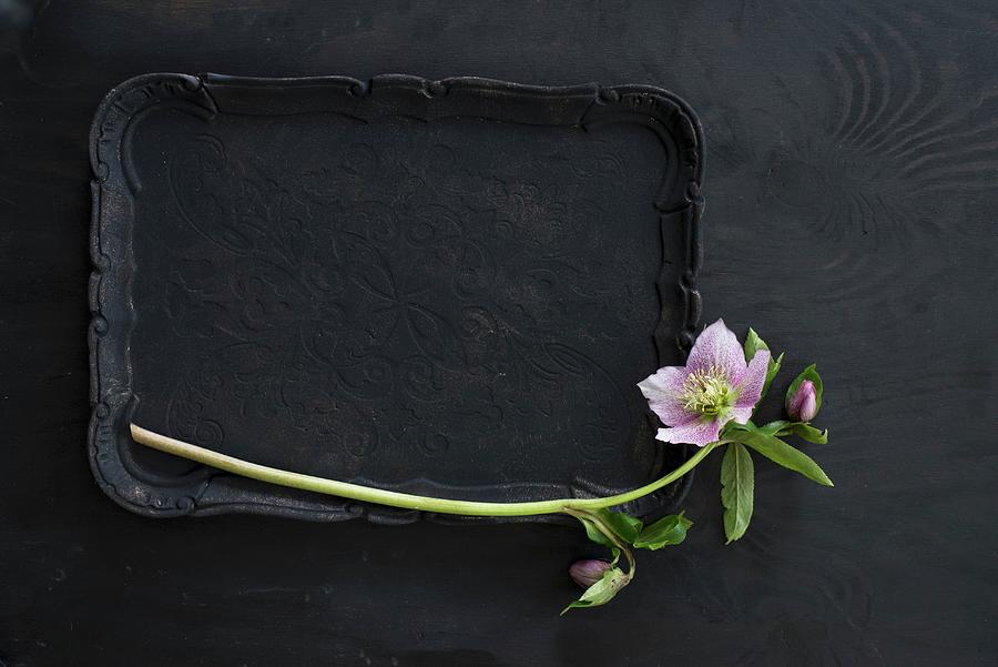 Pink Hellebore On Black Tray #1 Photograph by Patsy&christian