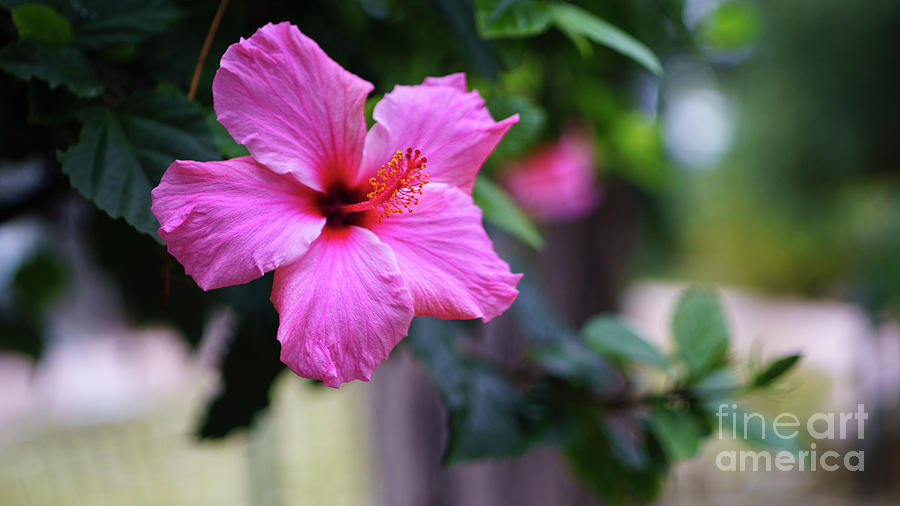 Pink Hibiscus Flower Photograph