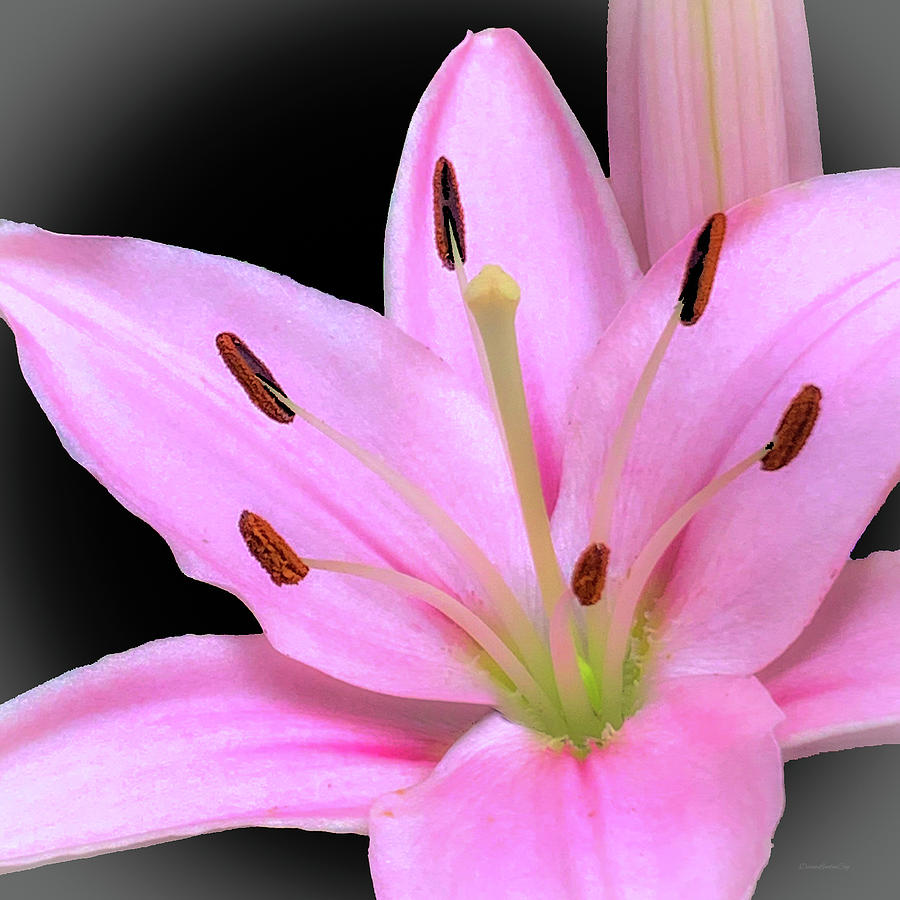 Pink Lily Photograph by Diane Lindon Coy