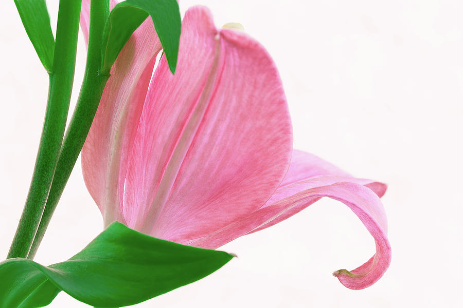 Pink lily #1 Pyrography by Silvia Marcoschamer