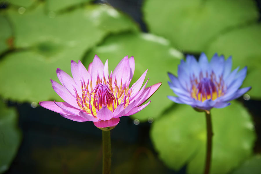 Pink Photograph - Pink lotus water flower by Lukas Kerbs Pink Photograph - Pink lotus water flower by Lukas Kerbs