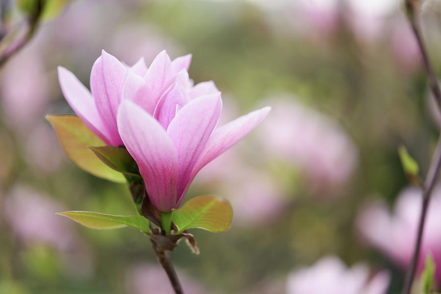 Pink Magnolia Flowers #1 Photograph by Oliver Brachat