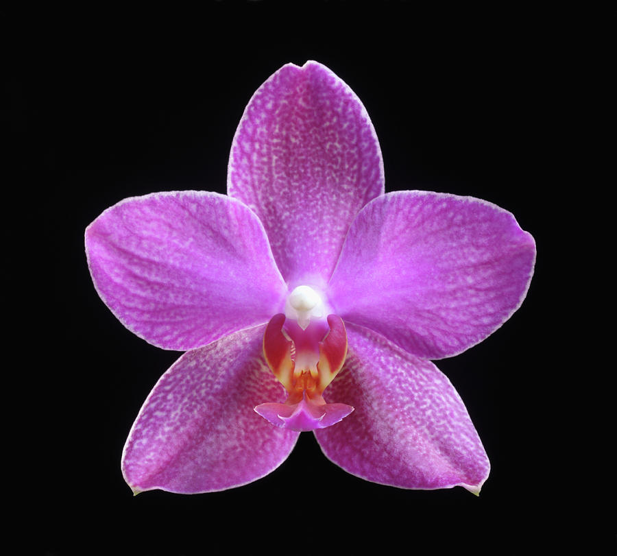 Pink Moth Orchid Flowerphalaenopsis #1 Photograph by Rosemary Calvert