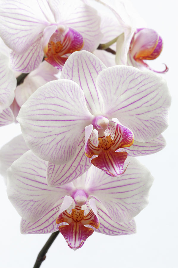 Pink Moth Orchids With Bud Phalaenopsis #1 Photograph by Rosemary Calvert
