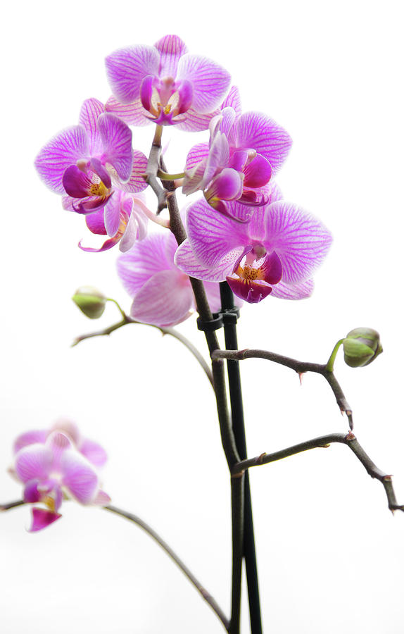 Pink Orchid #1 Photograph by Photographer Nick Measures