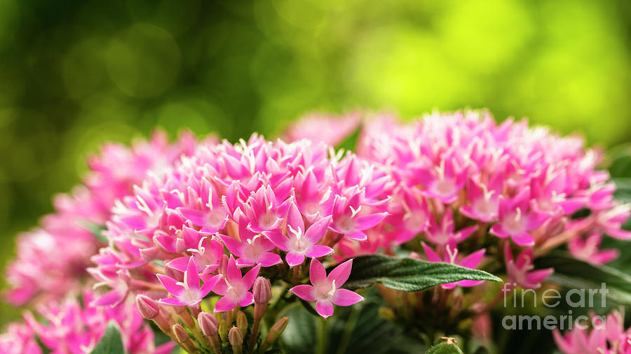 Pink Pentas Flowers #1 Photograph by Raul Rodriguez
