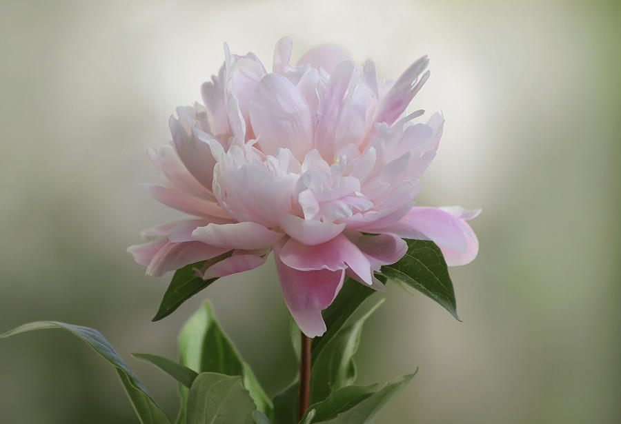 Flowers Still Life Photograph - Pink Peony #1 by Ana Dawani