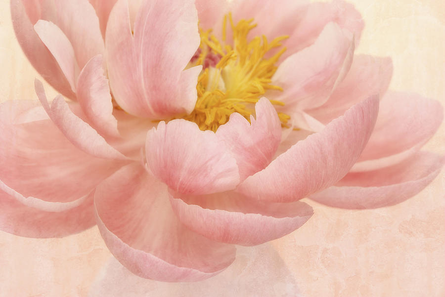 Flower Photograph - Pink Peony #1 by Cora Niele