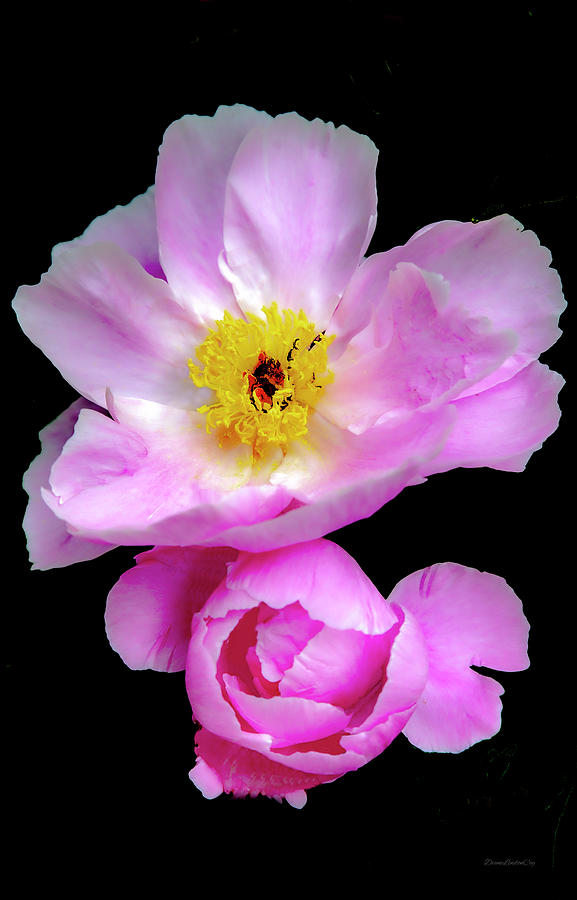 Pink Peony #2 Photograph by Diane Lindon Coy