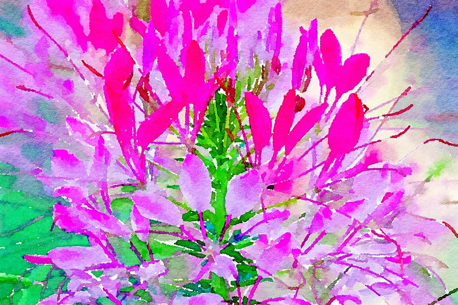 Pink Queen Watercolor Mixed Media by Susan Rydberg