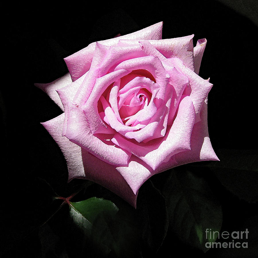 Pink Rose 1027 #1 Photograph by Corinne Carroll