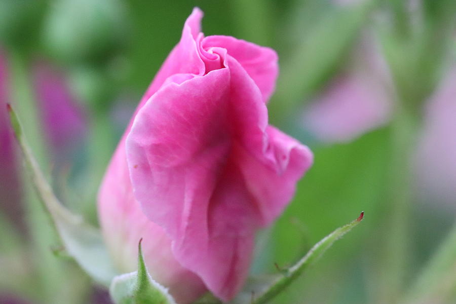 Pink Rose Bud by TJ Fox Pink Rose Bud by TJ Fox