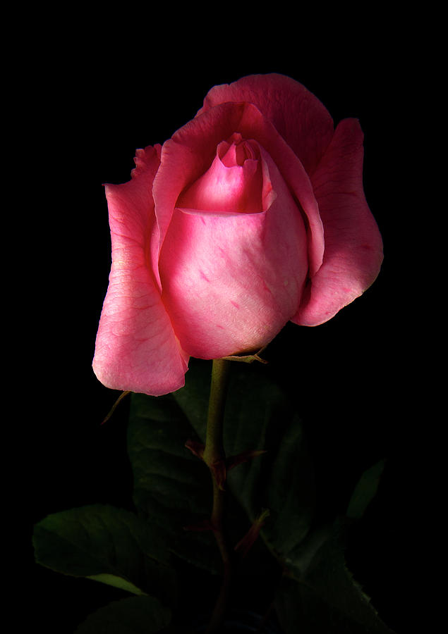 Pink Rose #1 Photograph by Inigo Cia