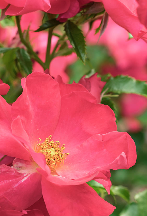 Portland Photograph - Pink Rose, International Rose Test #1 by William Sutton