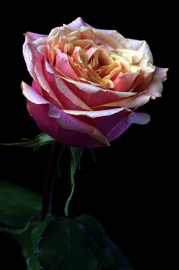 Pink Rose #1 Photograph by Iwan Tirtha