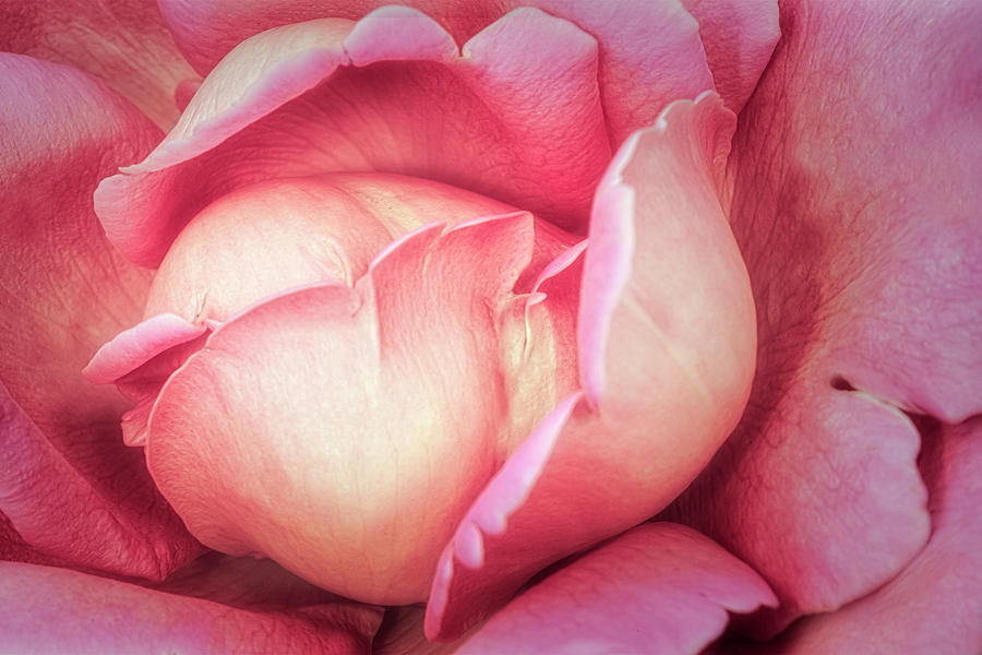 Pink Rose Petals #1 Photograph by Susan Candelario